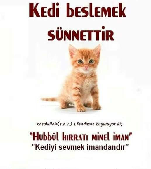 canlaramama sokak canlarina destek