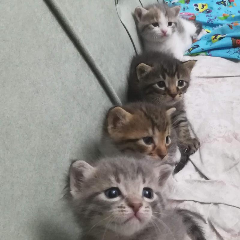 canlaramama sokak canlarina destek